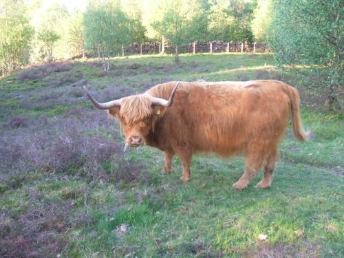 <img500*375:stuff/MOOOOO%21.jpg>