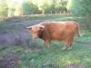 MOOOOO!