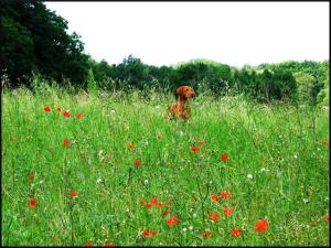 <img300*0:stuff/Maas-Doggy.jpg>