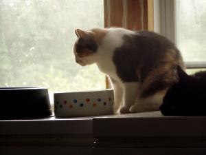 <img300*0:stuff/Maggie_kitty.jpg>