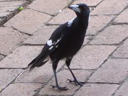 <img250*0:stuff/Magpie_Looking.jpg>
