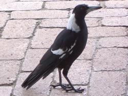 <img250*0:stuff/Magpie_Profile.jpg>