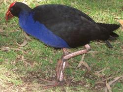 <img250*0:stuff/Male_Moorhen_Walking.jpg>