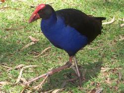 <img250*0:stuff/Male_Moorhen_Walking_2.jpg>