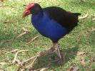 Pixish Bird Stock