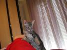 <img0*100:stuff/Male_Silver_tabby.jpg>