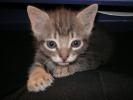 <img0*100:stuff/Male_Silver_tabby_baby.jpg>