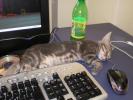 <img0*100:stuff/Male_Silver_tabby_sleeping.jpg>