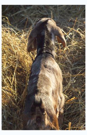 <img300*0:http://elftown.heddate.com/stuff/Male_goat%2c_back_and_head.jpg>