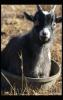 Goat, Sheep, and Cow Reference Pictures by Tynuka