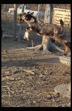 <img300*0:http://elftown.heddate.com/stuff/Male_goat_full_body.jpg>