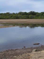 <img0*250:stuff/Mangroves_and_Water.jpg>
