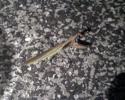 <img0*100:stuff/Mantis.jpg>