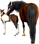 <img:stuff/Mare-DrkBayNfoal-TriPinto125_rev_test.png>