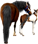 <img:stuff/Mare-DrkBayNfoal-TriPinto125_test.png>