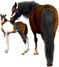 <img:stuff/Mare-DrkBayNfoal-TriPinto200_rev_test.png>