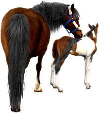 <img:stuff/Mare-DrkBayNfoal-TriPinto200_test.png>