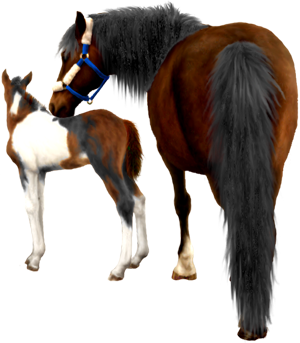 <img:stuff/Mare-DrkBayNfoal-TriPinto300_rev_test.png>