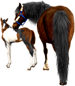 <img:stuff/Mare-DrkBayNfoal-TriPinto75_rev_test.png>