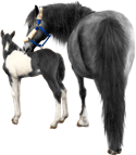 <img:stuff/Mare-GrayNfoal-BlkWhPinto125_rev_test.png>