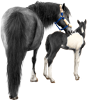 <img:stuff/Mare-GrayNfoal-BlkWhPinto125_test.png>