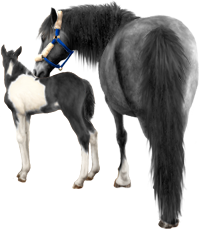 <img:stuff/Mare-GrayNfoal-BlkWhPinto200_rev_test.png>