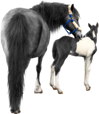 <img:stuff/Mare-GrayNfoal-BlkWhPinto200_test.png>