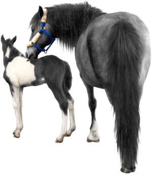 <img:stuff/Mare-GrayNfoal-BlkWhPinto300_rev_test.png>