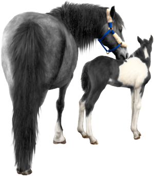 <img:stuff/Mare-GrayNfoal-BlkWhPinto300_test.png>