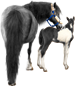 <img:stuff/Mare-GrayNfoal-BlkWhPinto75_test.png>