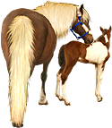 <img:stuff/Mare-YsNfoal-ChestPinto125_test.png>