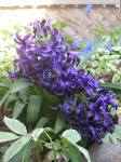 <img0*150:stuff/May%207.jpg>