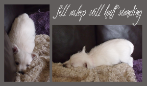 <img300*0:stuff/Meadhbh%200n08.png>