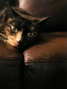 <img0*300:stuff/Meadow%20on%20the%20Couch%201.jpg>