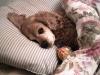 <img100*0:stuff/Mitzie.jpg>
