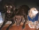 <img0*100:stuff/Mocha%2c_C.J._and_Mitzie.jpg>