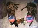 <img0*100:stuff/Mocha_and_C.J..jpg>