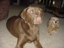 <img0*100:stuff/Mocha_and_Mitzie.jpg>