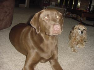 <img300*0:stuff/Mocha_and_Mitzie.jpg>