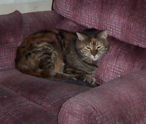 <img300*0:stuff/Molly.jpg>