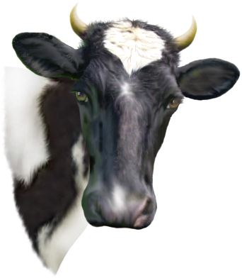 <img:stuff/Moo-1.png>
