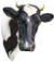 <img:stuff/Moo-1_50.png>