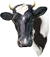 <img:stuff/Moo-1_50_rev.png>