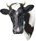<img:stuff/Moo-1_75_rev.png>