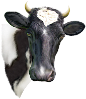 <img:stuff/Moo-1_SM.png>