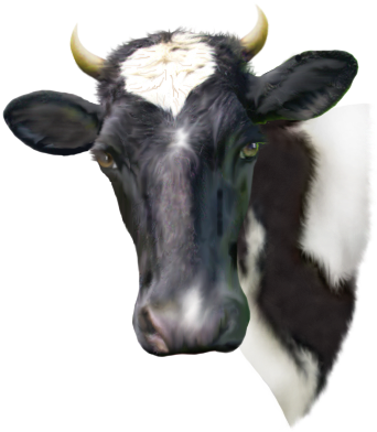 <img:stuff/Moo-1_rev.png>