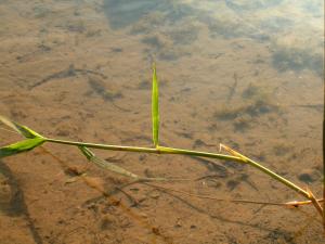 <img300*0:stuff/More_Grass.jpg>