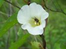 <img0*100:stuff/Morning_glory_with_a_bee.jpg>