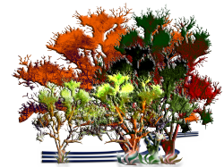 <img250*0:stuff/MorningstarRisingColorsOfFallTreesTreeContest.png>