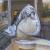 <img50*50:stuff/MorningstarRisingMiamiDragon.jpg>